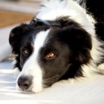 Bordercollie